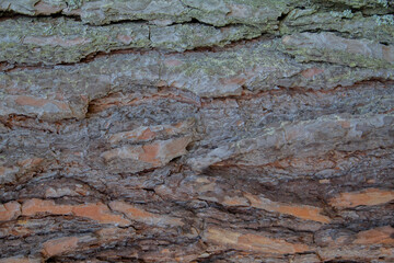 The bark of a pine tree. Macro background.