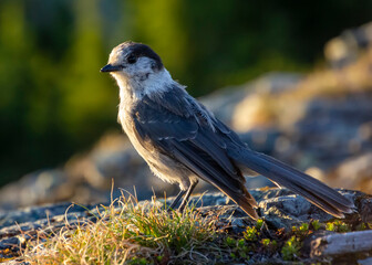 Grey jay standing on rocks during golden hour in natural habitat showcasing its beautiful plumage and surroundings