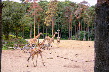 Neck and Neck: Playful Giraffes in Burgers’ Herd Dynamics