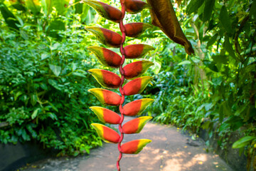 Lobster Claw Elegance: The Cascading Beauty of Heliconia Rostrata