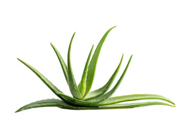 Fototapeta premium Aloe Vera: A Verdant Oasis of Healing and Beauty, Isolated on a Pure Black Canvas