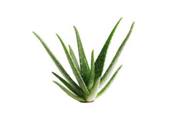 Fototapeta premium Aloe Vera: A Succulent Starburst of Healing and Natural Beauty on a Bold Black Backdrop