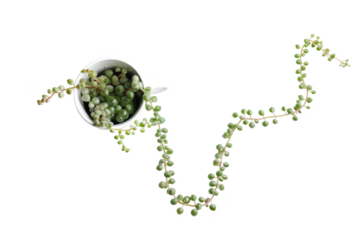 Delicate cascade of String of Pearls: A vibrant green succulent spilling from a white ceramic mug.