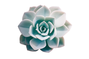 Echeveria Elegans: A rosette of beauty, showcasing nature's perfect geometry against a stark black backdrop.