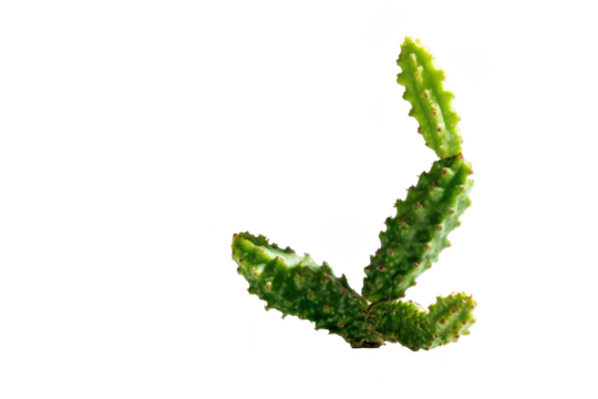 Isolated Prickly Pear Cactus Pad Against Black: A Desert Plant's Unique Beauty