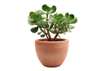 Obraz premium Jade plant in terracotta pot: A symbol of prosperity and good fortune, bringing a touch of natural beauty to any space with its lush greenery.