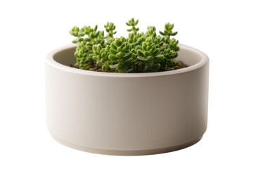 Fototapeta premium Miniature Green Garden: A Sedum Burrito in a Modern Ceramic Pot Against Black Backdrop