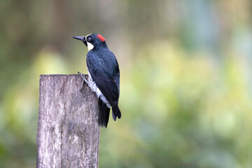 acorn-woodpecker