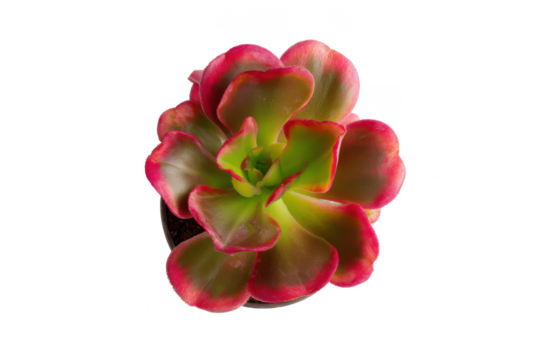 Rosette of beauty: A vibrant succulent unfolds its petals against a stark black backdrop.