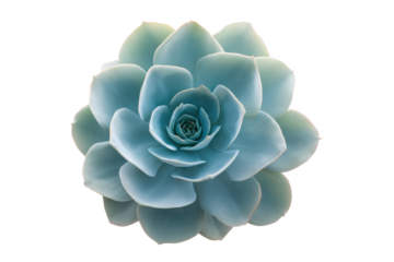 Serene Succulent: A Tranquil Bloom of Blue-Green Elegance Against the Void of a Black Backdrop