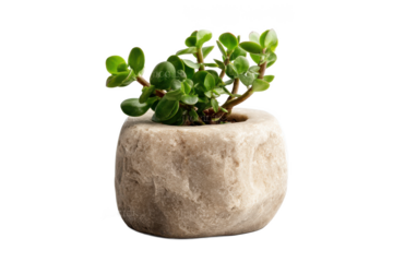 Serene Succulent: A Touch of Green Elegance in a Natural Stone Planter, Bringing a Calming and Organic Element to Modern Spaces.