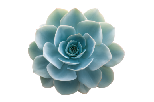 Serene Succulent: A Tranquil Bloom of Blue-Green Elegance Against the Void of a Black Backdrop