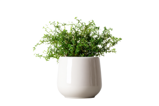 Thyme's Humble Abode: Aromatic Herb Bursting Forth From a White Ceramic Pot, Isolated on Black, Ready to Spice Up Your Creative Projects.