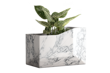 Verdant Jewels in a Marble Sanctuary: A Polka-Dotted Begonia Radiates from Its Elegant, Stone-Clad Abode, a Modern Ode to Nature's Enduring Beauty.
