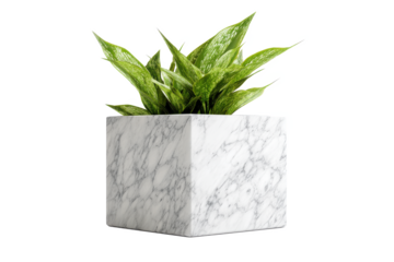 Verdant Oasis: A striking plant with vibrant green foliage emerges from a contemporary white marble cube, creating a serene and modern botanical composition.