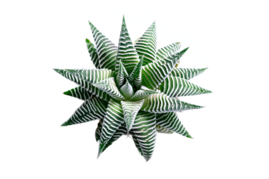 Zebra Plant Radiance: A botanical starburst of striped leaves, radiating freshness and resilience against a stark backdrop, showcasing nature's artistry.