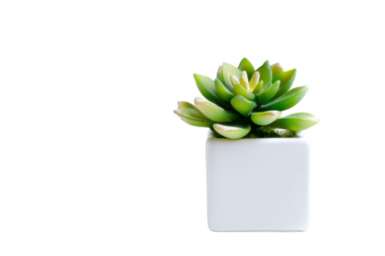 A touch of green: Minimalist succulent in a white pot against a stark black background.