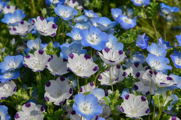 満開のネモフィラの花々
