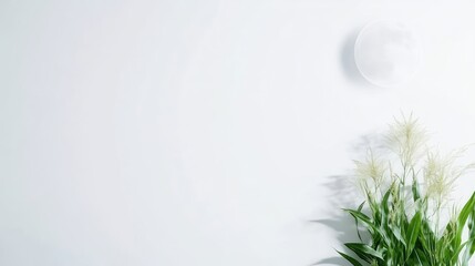 Simple, minimalist, white background with decorative plant and orb