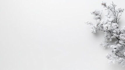 Frost-covered branches with delicate snow, minimalist composition on white background, serene winter scene, and natural beauty and tranquility.
