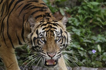 portrait of a roaring Sumatran tiger