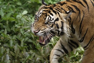 portrait of a roaring sumatran tiger
