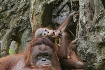 little orangutan playing with his mother