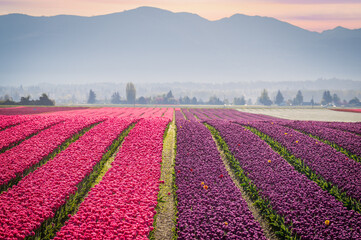 Skagit Valley colorful tulip fields during a beautiful springtime sunrise. The blooming tulips...
