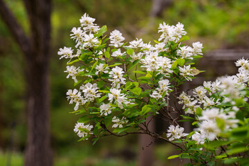 Landscape photo of white Exochorda serratifolia flowers blooming in spring in May