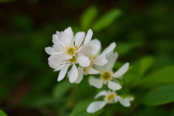 Fototapeta premium Close-up photo of white Exochorda serratifolia flowers blooming in spring in May