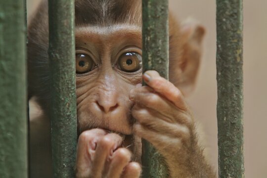 portrait of a small monkey's expression in a cage