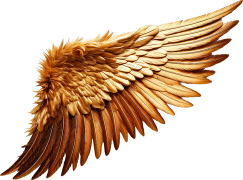 ave, aguilas, vector, ilustraci&oacute;n, alas, alas, animal, naturaleza, tatuaje, inhospitalario, emplumar, &aacute;ngel