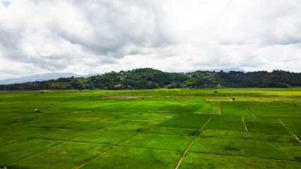 Kampung Sangkir has a beautiful paddy field in Malaysia with an additional Mt Kinabalu view as a background