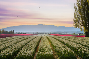 Paragliders fly over the colorful tulip fields during a beautiful sunrise in the Skagit Valley. A perfect day to fly with little wind and unlimited visibility and endless views of the farm fields. 