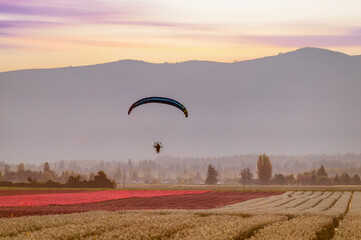 Paragliders fly over the colorful tulip fields during a beautiful sunrise in the Skagit Valley. A perfect day to fly with little wind and unlimited visibility and endless views of the farm fields. 