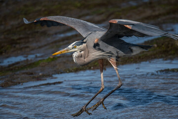 great blue heron
