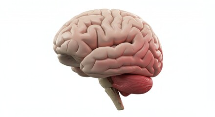 Detailed Three Dimensional Human Brain Anatomy Rendered in Pale Grey Showing the Complexity of Neural Structures and Cerebral Cortex Perfect for Medical Illustrations and Educational Use