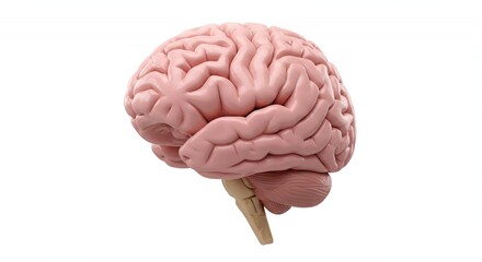 Detailed Pink Human Brain Anatomy 3D Rendering on White Background Showing Cerebrum Gyri and Sulci with Subtle Sheen Medical Scientific Illustration
