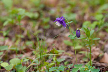 Close-up photo of purple columbine (Aquilegia) flowers blooming in spring