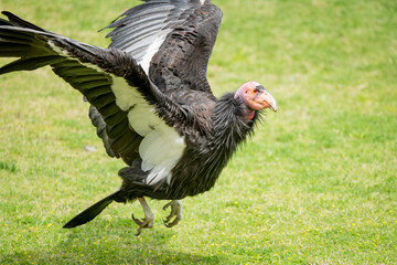 California Condors have a slow reproduction rate with females laying only one egg per nesting