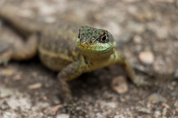 Lizard in the wild