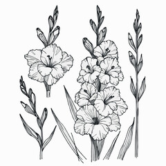 Hand drawn wild flowers Botanical drawing, line art Gladiolus illustration. Black and White Meadow stems. Simple Stylized wildflowers. Set of outline doodle floral