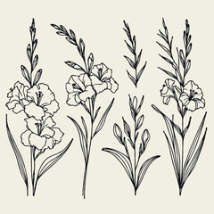 Hand drawn wild flowers Botanical drawing, line art Gladiolus illustration. Black and White Meadow stems. Simple Stylized wildflowers. Set of outline doodle floral