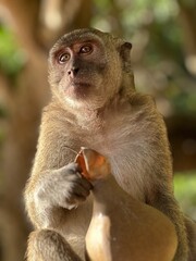Mono en la Selva - Indonesia