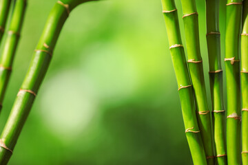 Fototapeta premium Green bamboo stems on blurred background, closeup. Space for text