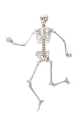 Artificial human skeleton model isolated on white