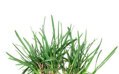 Beautiful fresh green grass isolated on white