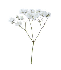 Beautiful delicate gypsophila flower on white background