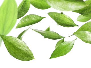 Many fresh green leaves flying on white background