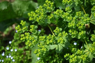 Euphorbia helioscopia (Sun spurge) flowers. It is a poisonous plant that blooms yellow flowers in spring and exudes a white milky sap when the stem or leaves are damaged.